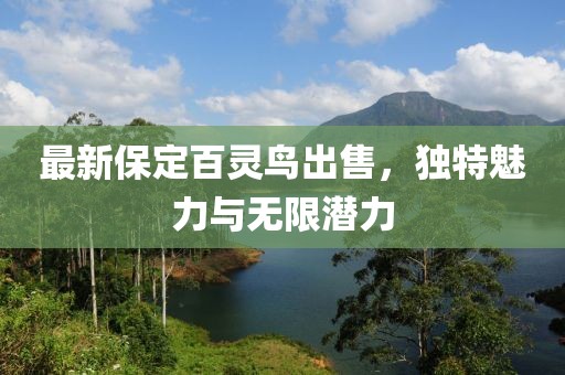最新保定百靈鳥出售，獨特魅力與無限潛力