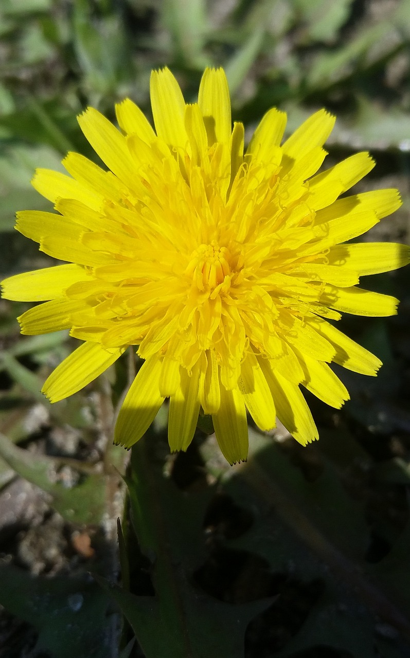 黔西花開(kāi)城最新動(dòng)態(tài)，新篇章綻放之花