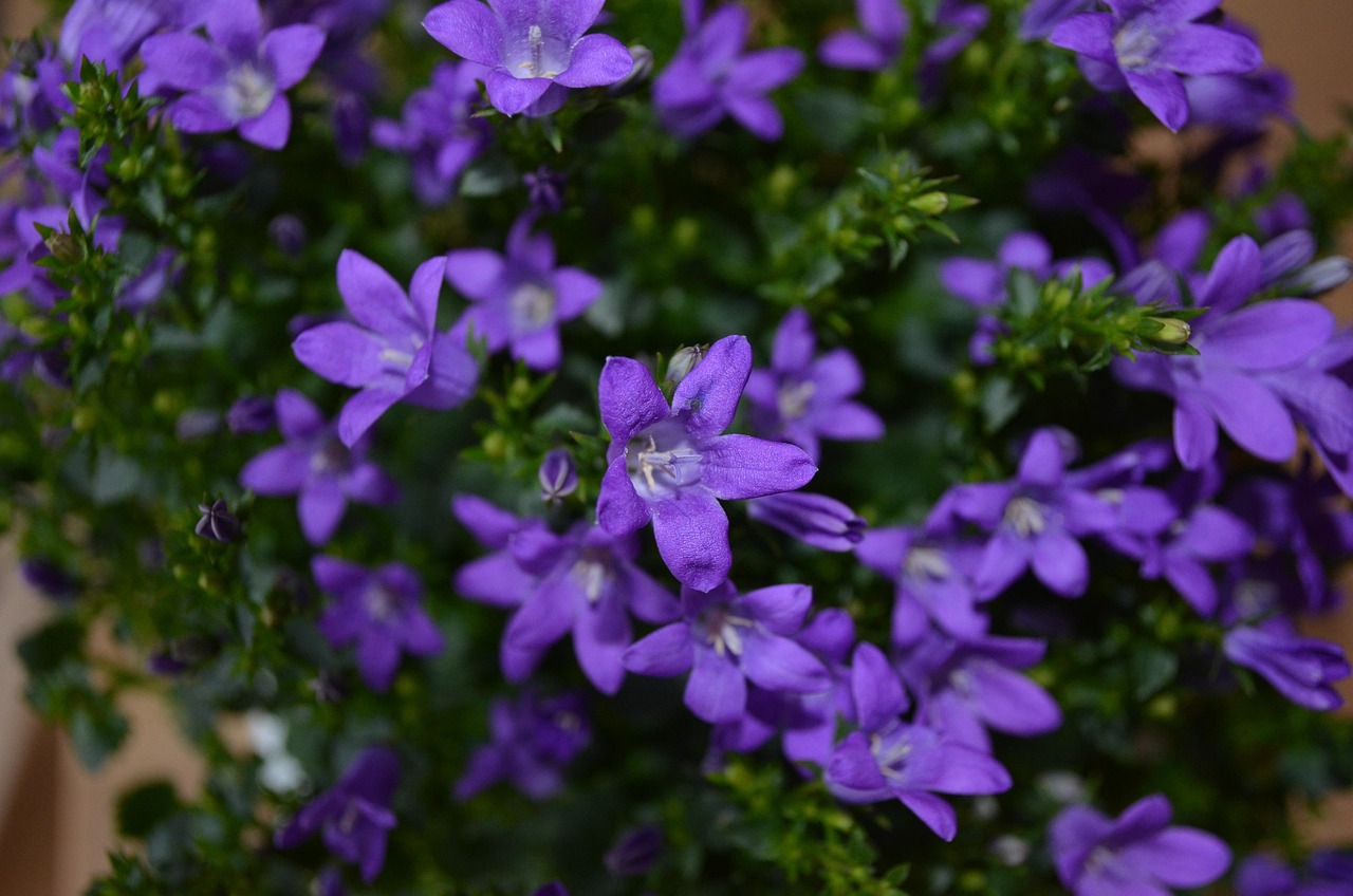 燕郊四季花都最新動態(tài)，城市未來之花綻放，花朵與都市共成長