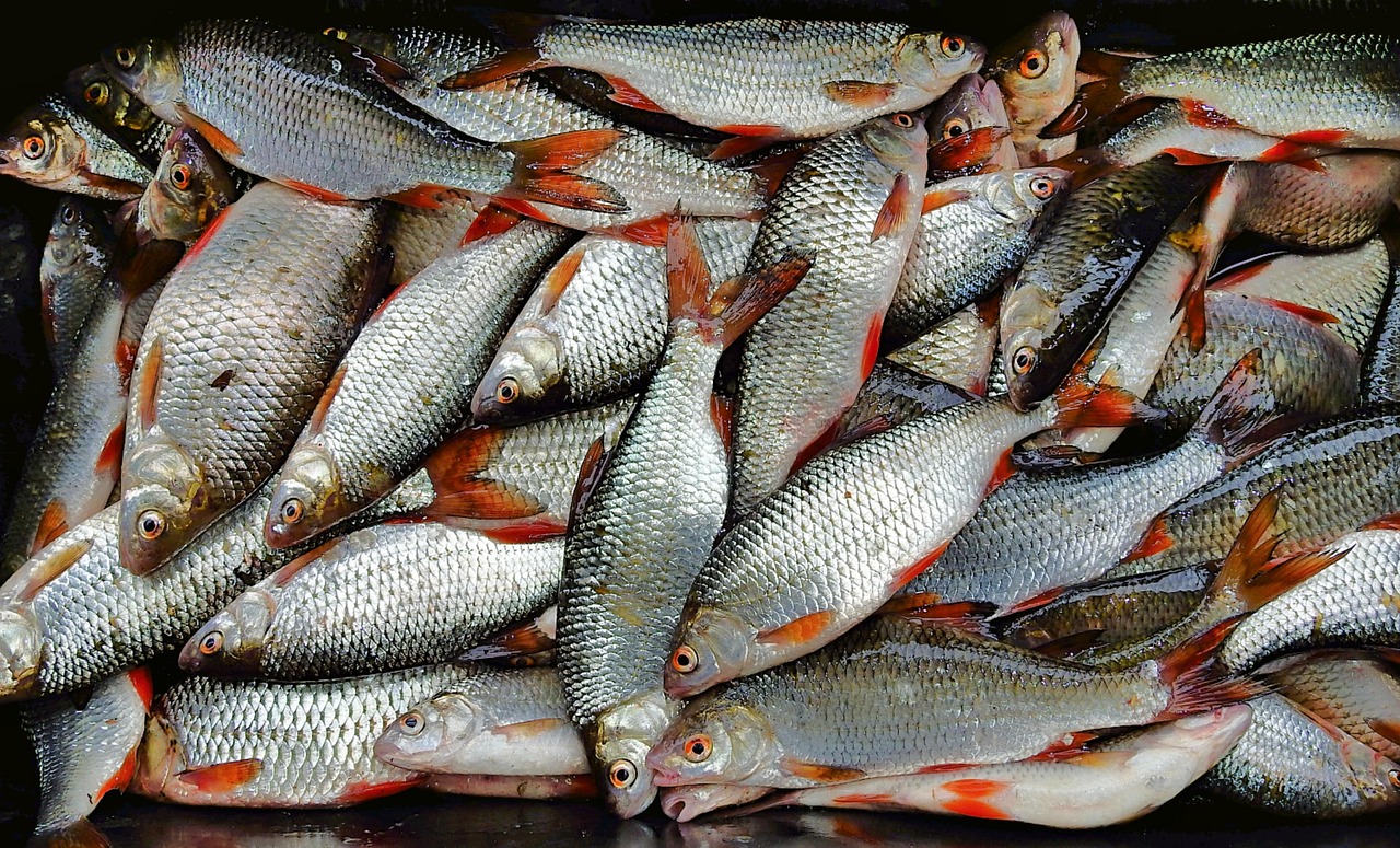浦魚達人最新版本下載，全新功能與特色體驗